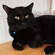 カギ：つり目が特徴！ずんぐり大きな黒猫
