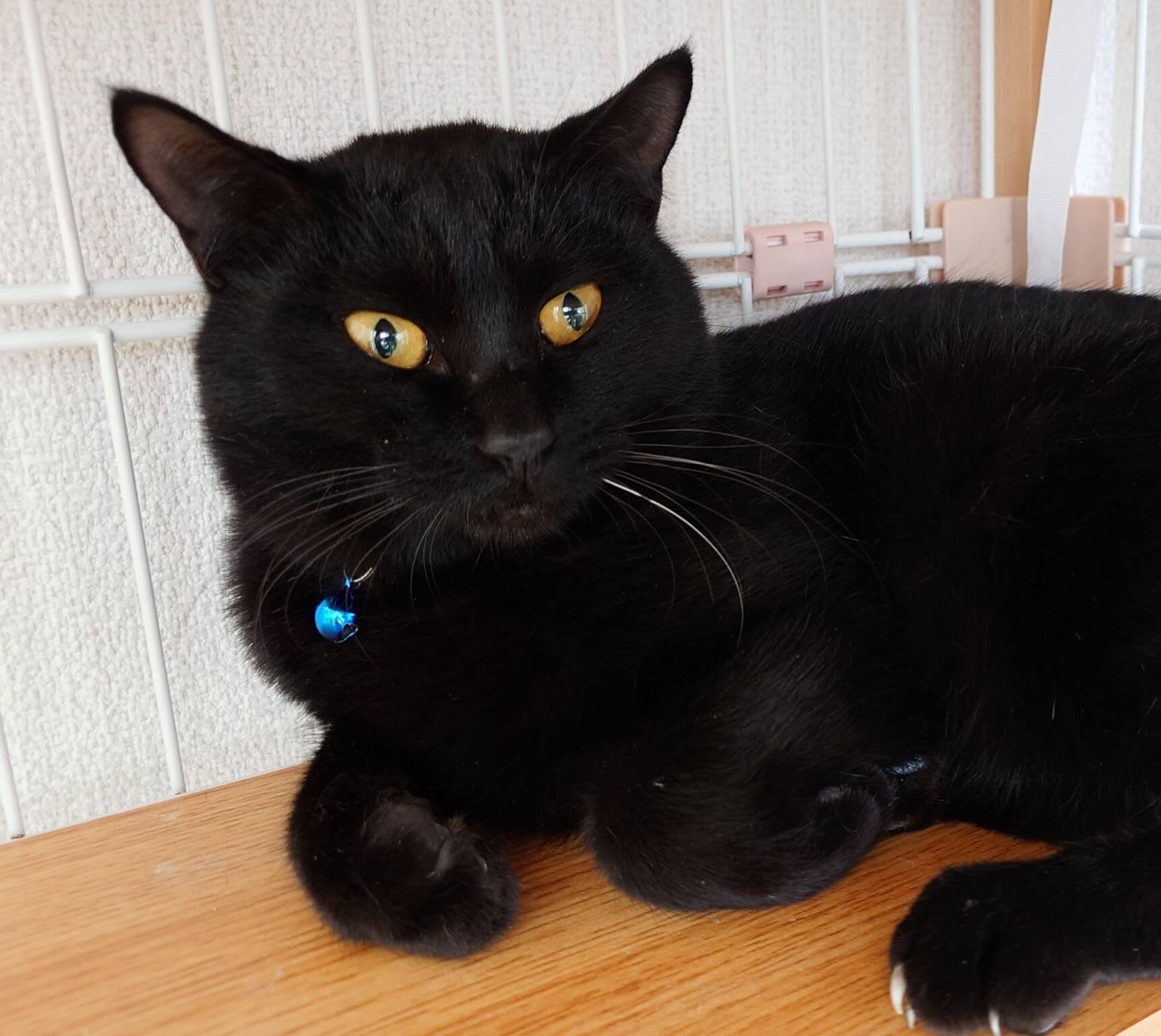 カギ：つり目が特徴！ずんぐり大きな黒猫