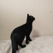 生後3か月：しっぽの先がくるんと丸い仔猫（男の子）