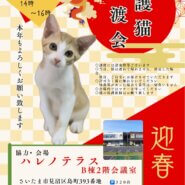 【さいたま市】1/21(日)ハレノテラス保護猫譲渡会