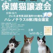 【さいたま市】2/4(日)ハレノテラス保護猫譲渡会