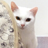 ビビリでも猫は大好き♪美形白猫★ゆりちゃん１歳