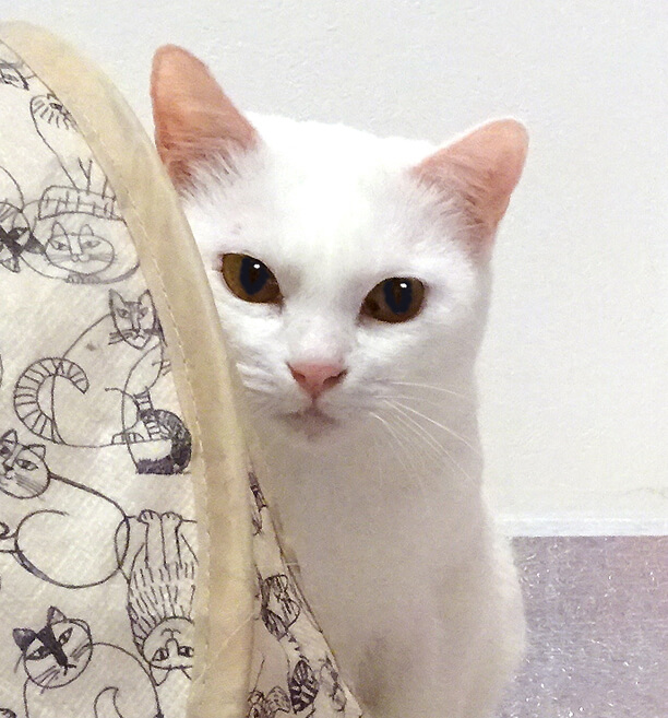 ビビリでも猫は大好き♪美形白猫★ゆりちゃん１歳