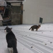 屋根の上の猫さん達