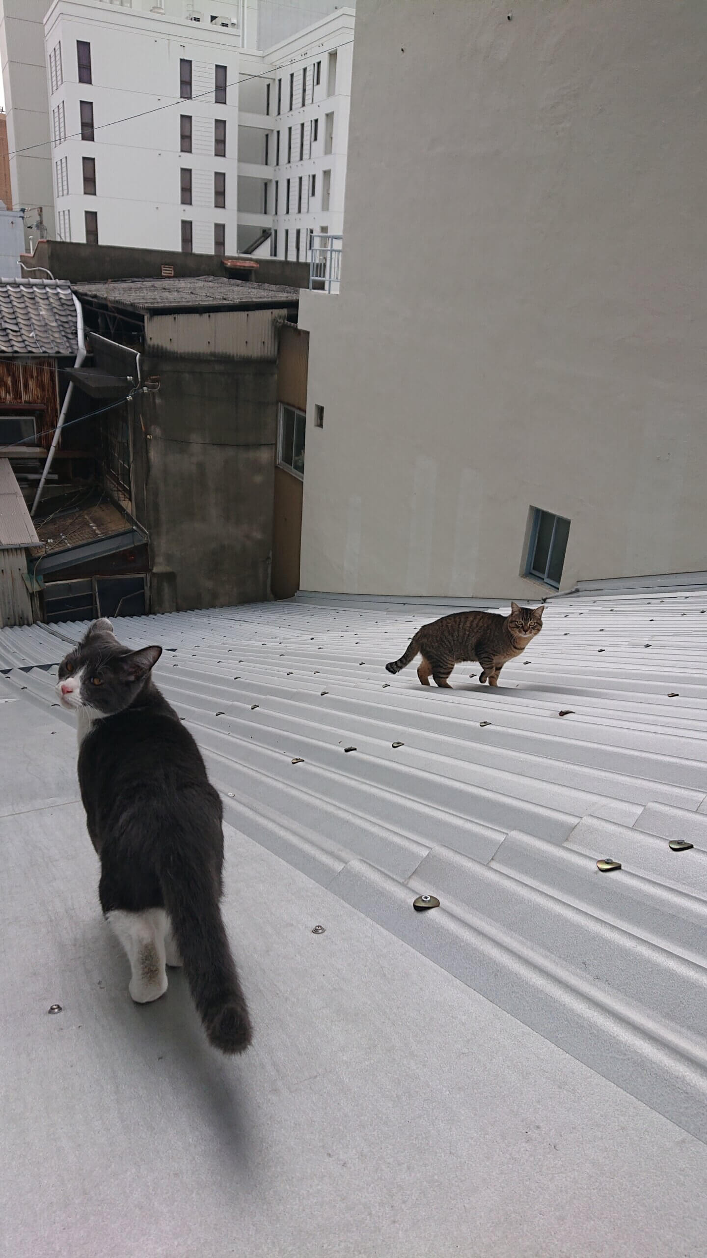 屋根の上の猫さん達