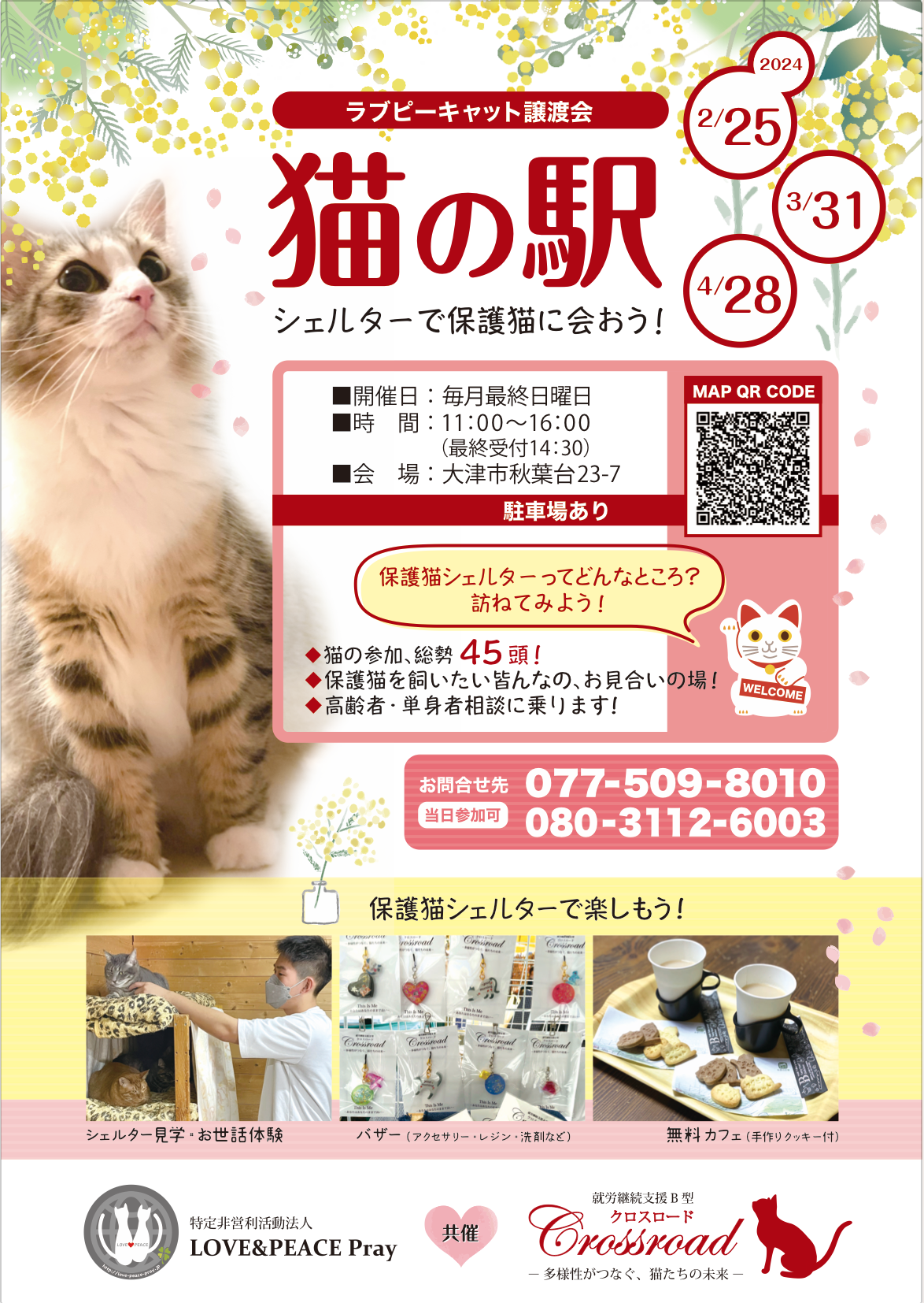 総勢45頭の保護猫たちの譲渡会【猫の駅】