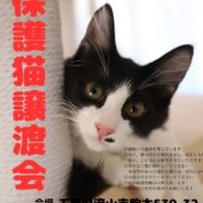 【流山市】2/24（土）こんどう動物病院保護猫譲渡会