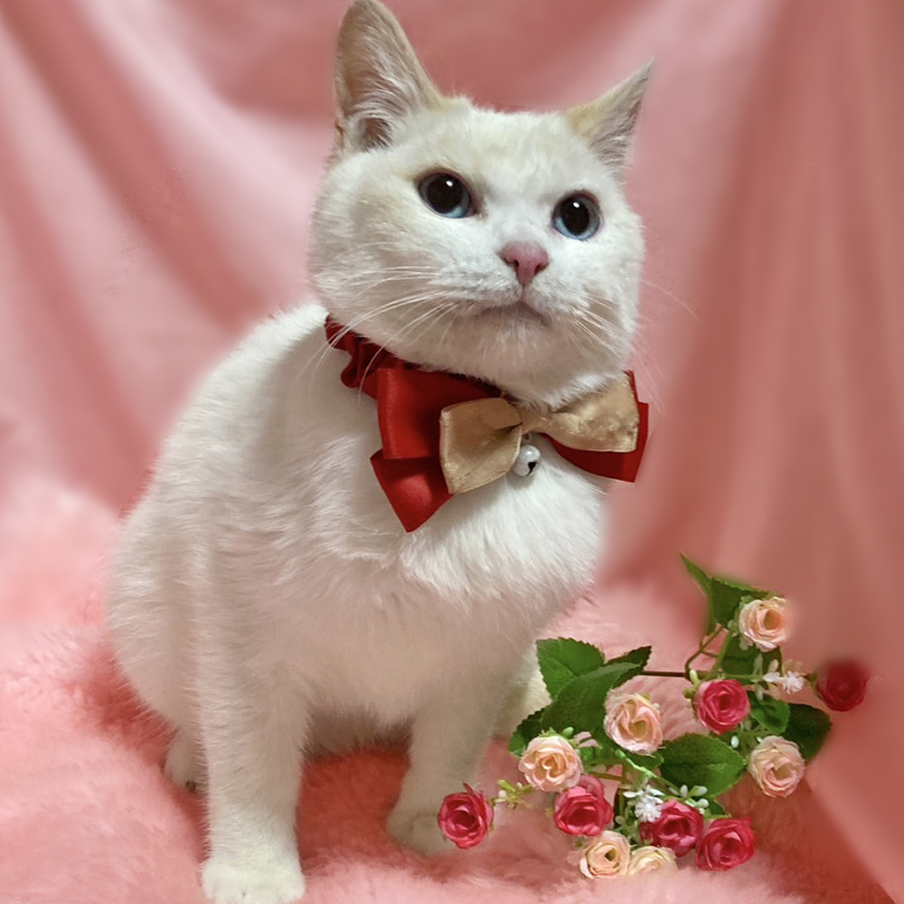 ブルーアイ！珍しい白シャムの子猫『ポプラ』４ヶ月
