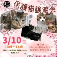 teamしっぽ☆保護猫譲渡会☆茨木市