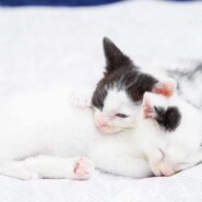 in春日井市☆保護猫（子猫～大人猫）をオウチに迎えよう！☆2024年6月1日（土）～ 非営利団体「ちーむ にゃいんず」