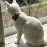 白猫ちゃん(女の子)