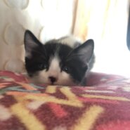 黒白ハチワレ　生後1ヶ月子猫