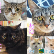 成猫中猫25匹+アルファ／愛知県みよし市