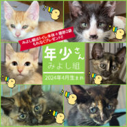 子猫25匹+α／愛知県みよし市