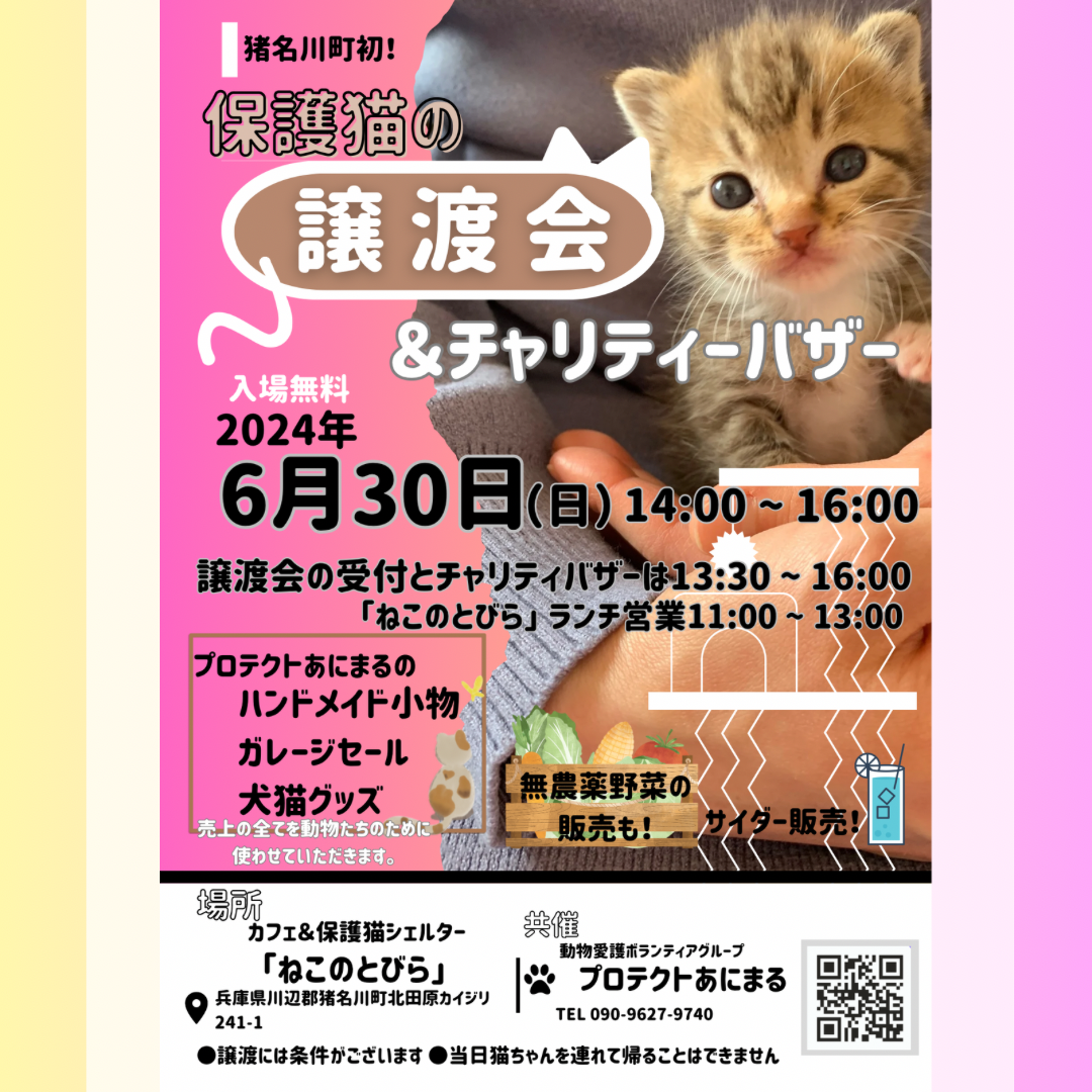 猫の譲渡会@猪名川町