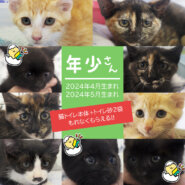 子猫30匹以上！愛知県みよし市