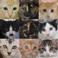 冷房完備！30匹くらいの子猫まつり☆みよし市