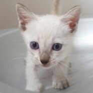 6月21日入所シャム母の子猫⑤シャム系の男の子　