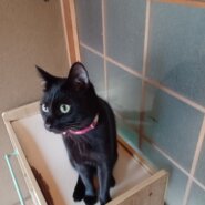 生後、10カ月、黒猫、男の子