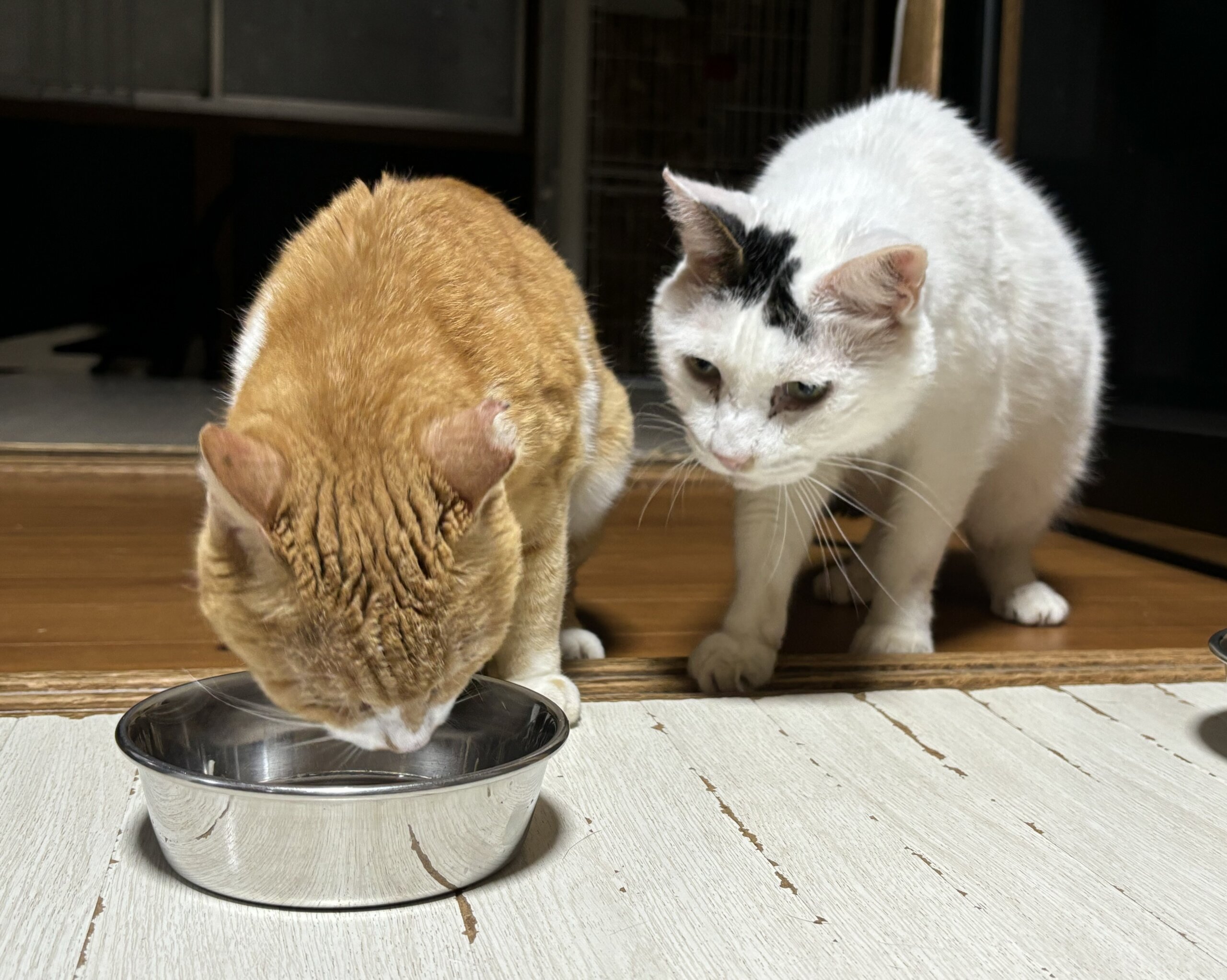 保護ねこ総勢35頭の譲渡会【猫の駅】