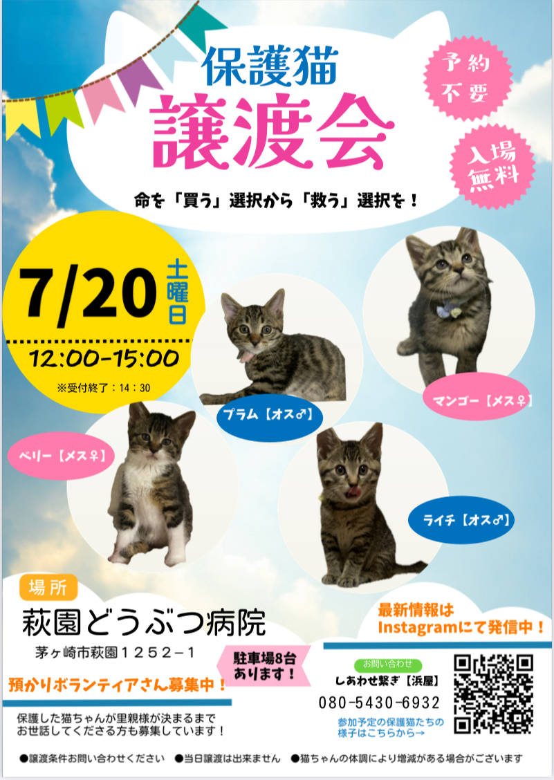 2024.7.20 保護猫譲渡会