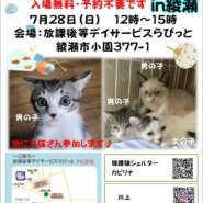 保護猫譲渡会in綾瀬