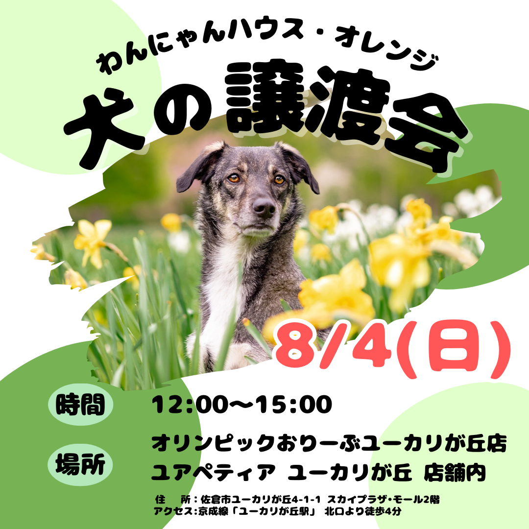 わんにゃんハウス・オレンジ☆犬の譲渡会