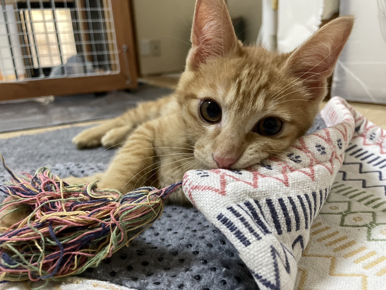 子猫のかぶきちーくん（茶トラの男の子）