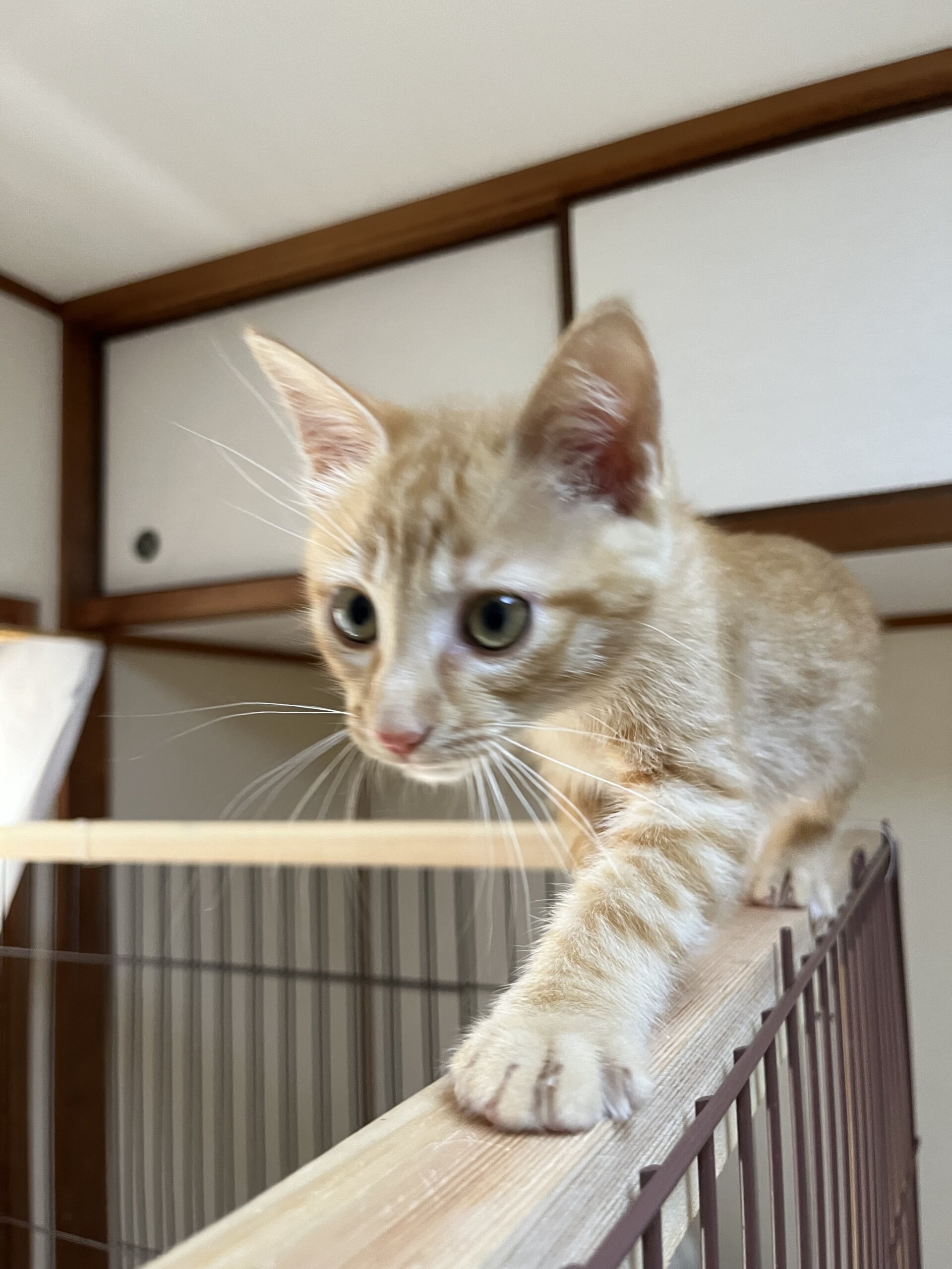 子猫のラッキーくん（茶トラの男の子）