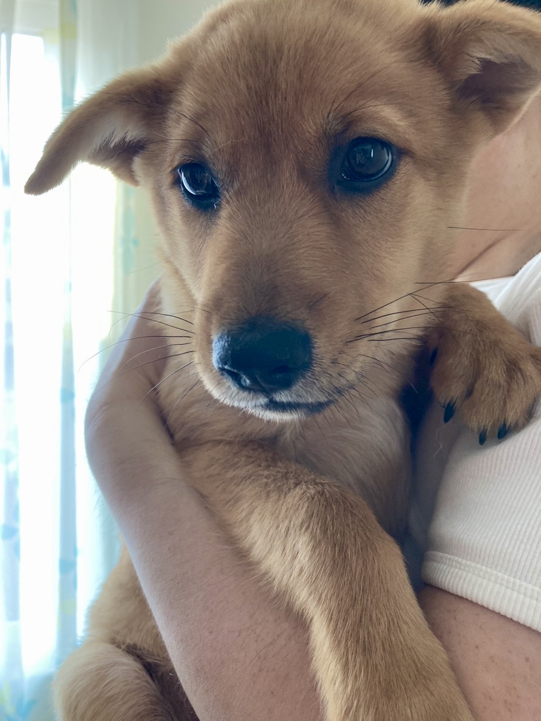 生後4ヶ月の野犬の子