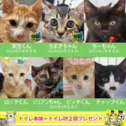 子猫30匹★エアコンで涼しい屋内会場