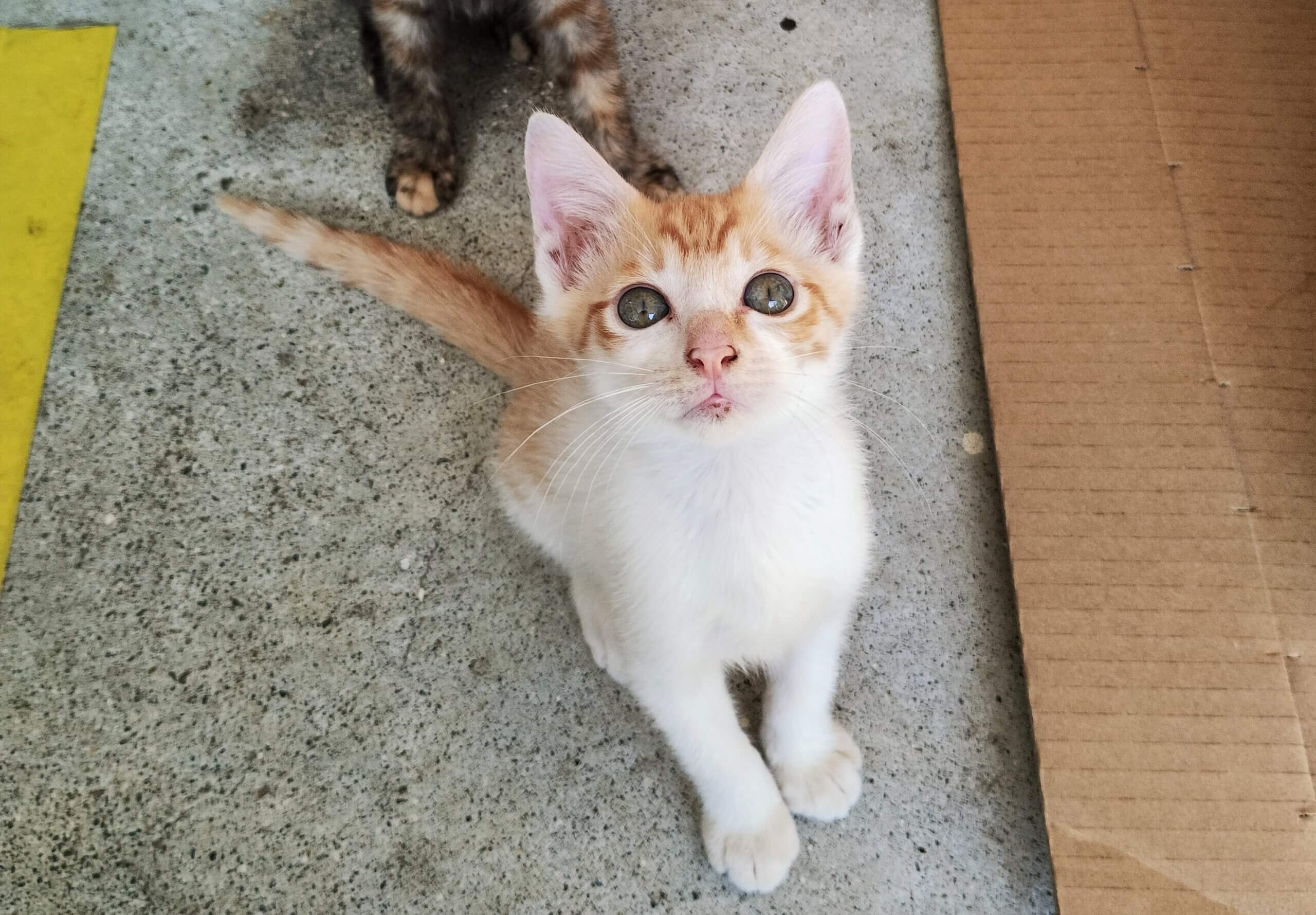 再募集 かわいい生後３ヶ月の白茶トラの子猫くん