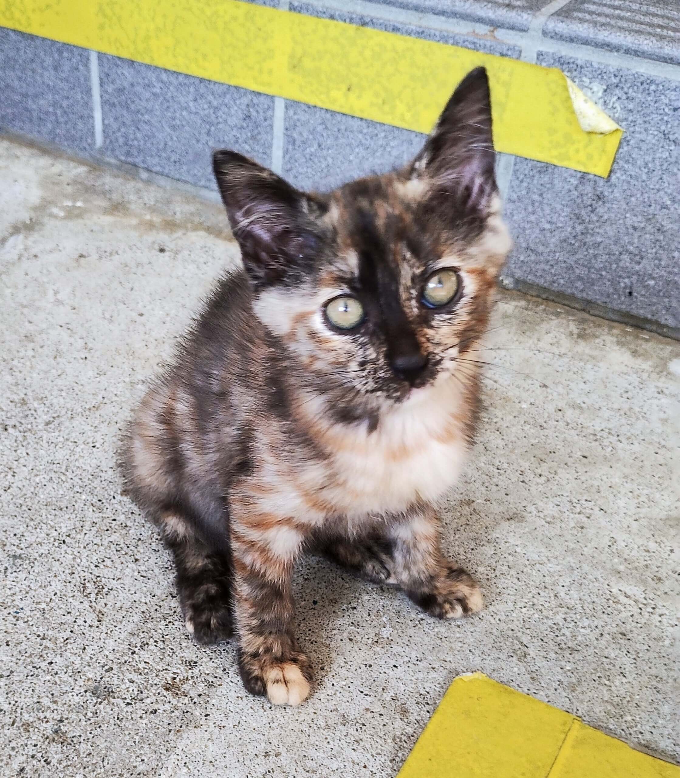 元気な生後２ヶ月のサビの子猫ちゃん