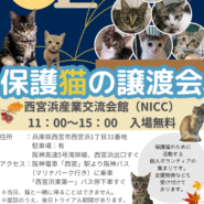 西宮保護ねこ かぎしっぽ第5回主催譲渡会