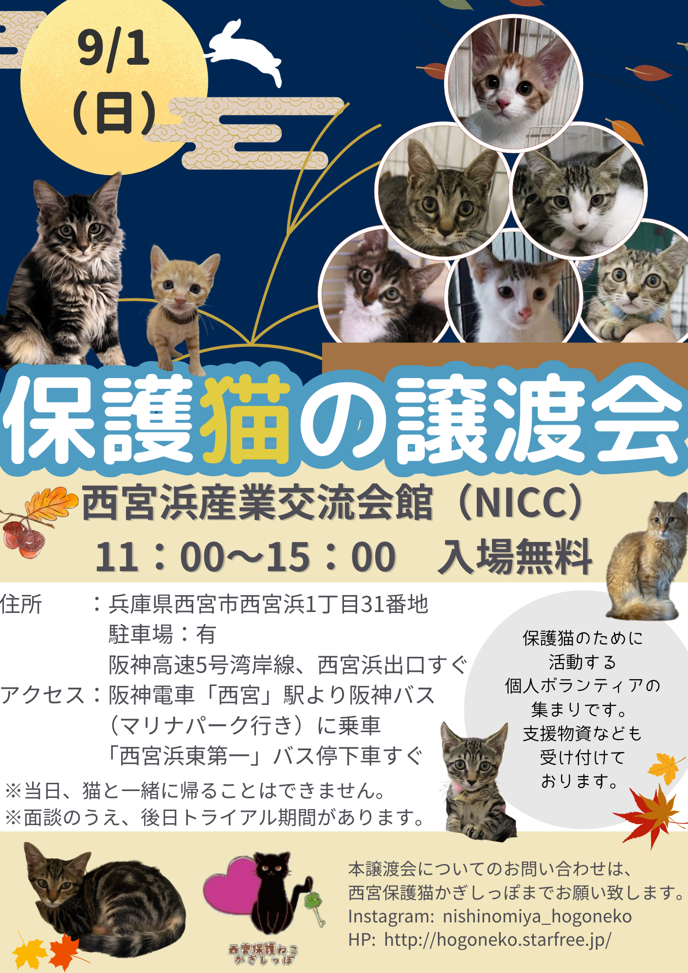 西宮保護ねこ かぎしっぽ第5回主催譲渡会