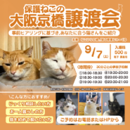 京橋夜の猫と遊べる譲渡会