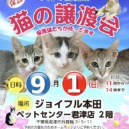 【君津市】猫の譲渡会