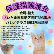 【さいたま市】9/1(日)ハレノテラス保護猫譲渡会