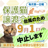 【開催中止】保護ねこの家譲渡会 in 天王寺