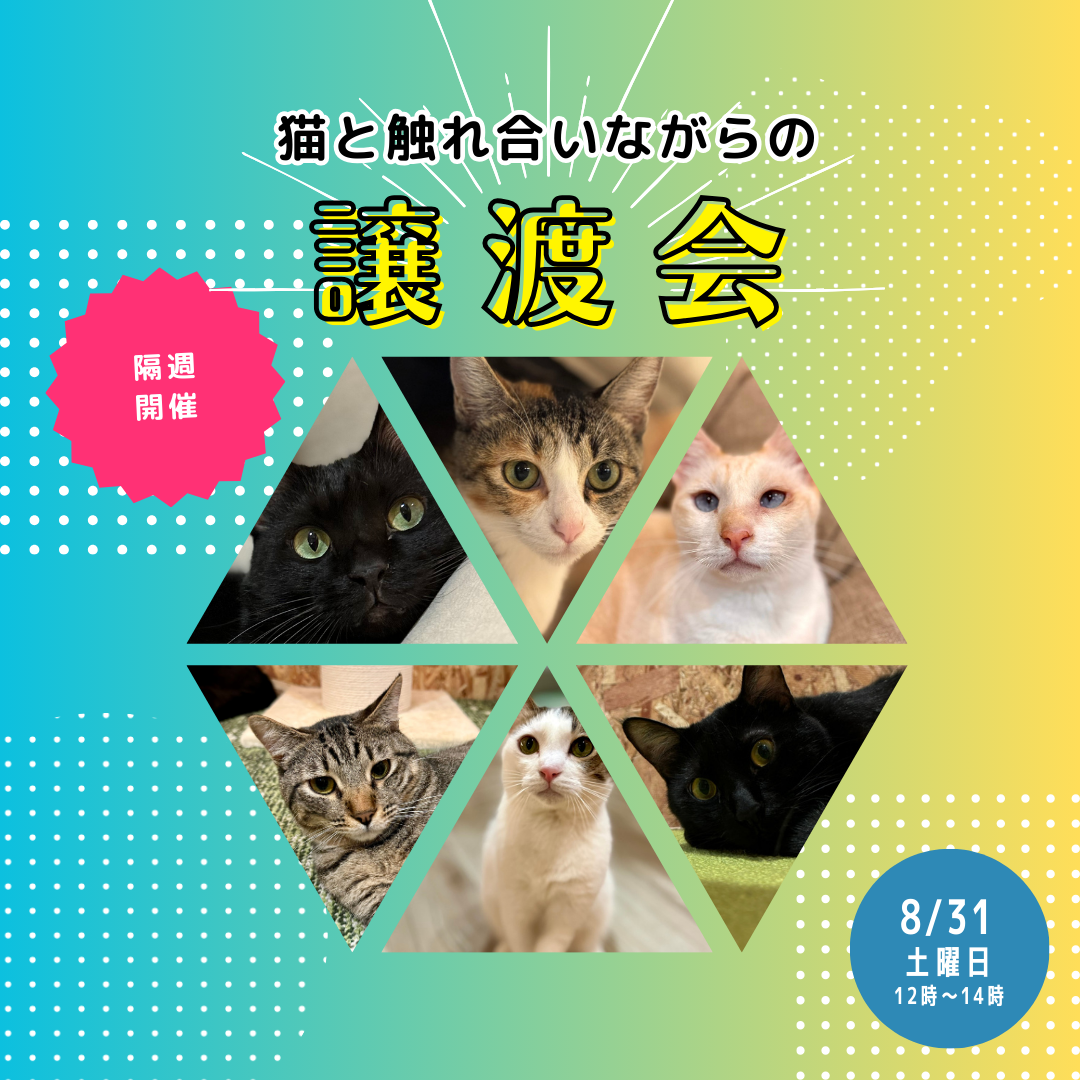 【8月最後の譲渡会】大阪保護猫カフェで触れ合いながらの譲渡会！