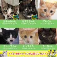 冷房完備★子猫26匹の譲渡会★愛知県みよし市