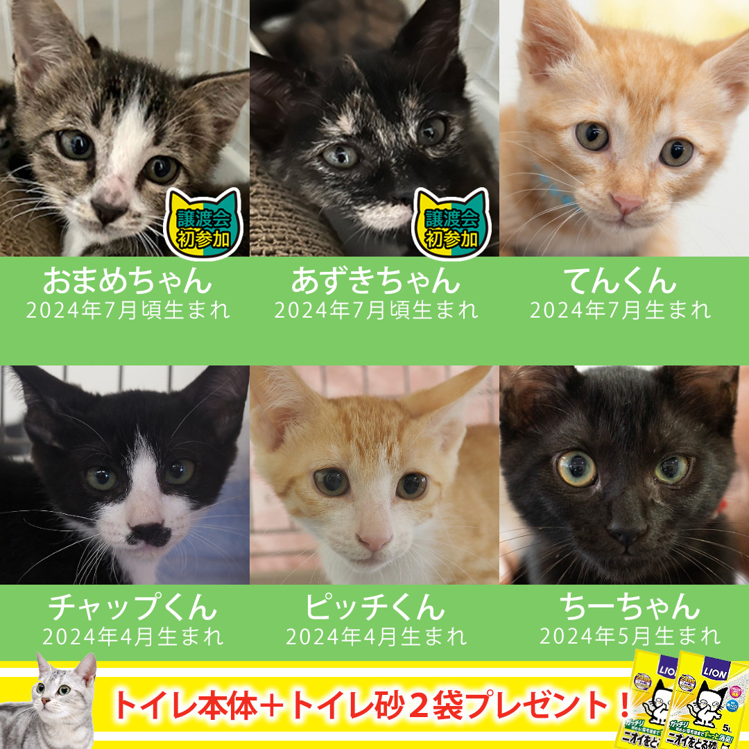 冷房完備★子猫26匹の譲渡会★愛知県みよし市