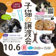 ★みよし市★子猫譲渡会★