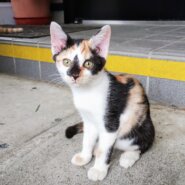 かわいい生後３ヶ月のミケの子猫ちゃん