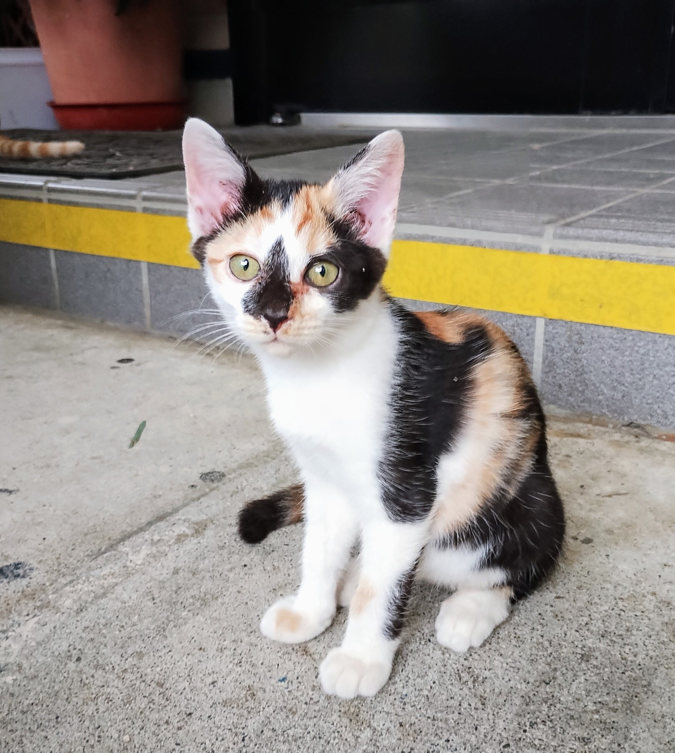 かわいい生後３ヶ月のミケの子猫ちゃん