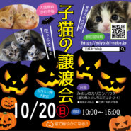 ★みよし市で子猫の譲渡会★