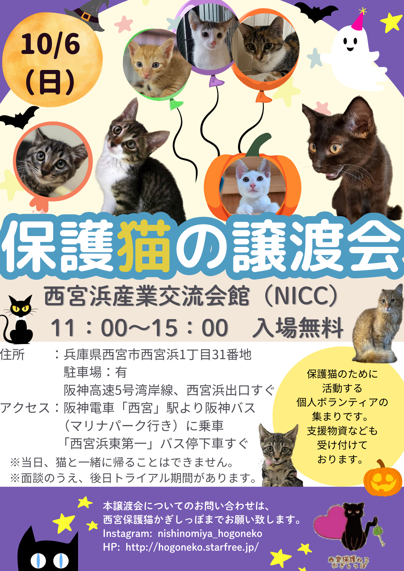 西宮保護ねこ かぎしっぽ第6回主催譲渡会