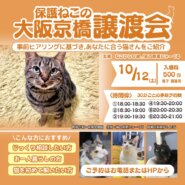 大阪京橋猫と遊べる譲渡会！