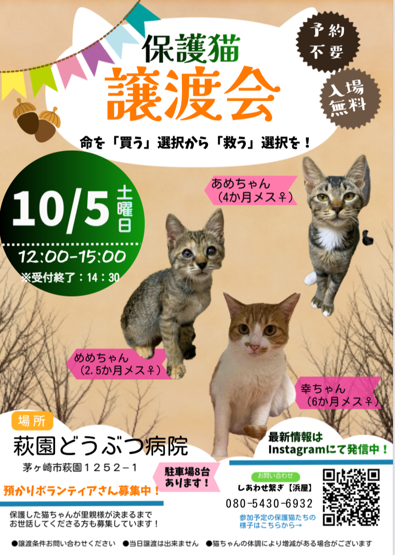 神奈川県茅ヶ崎市☆保護猫の譲渡会