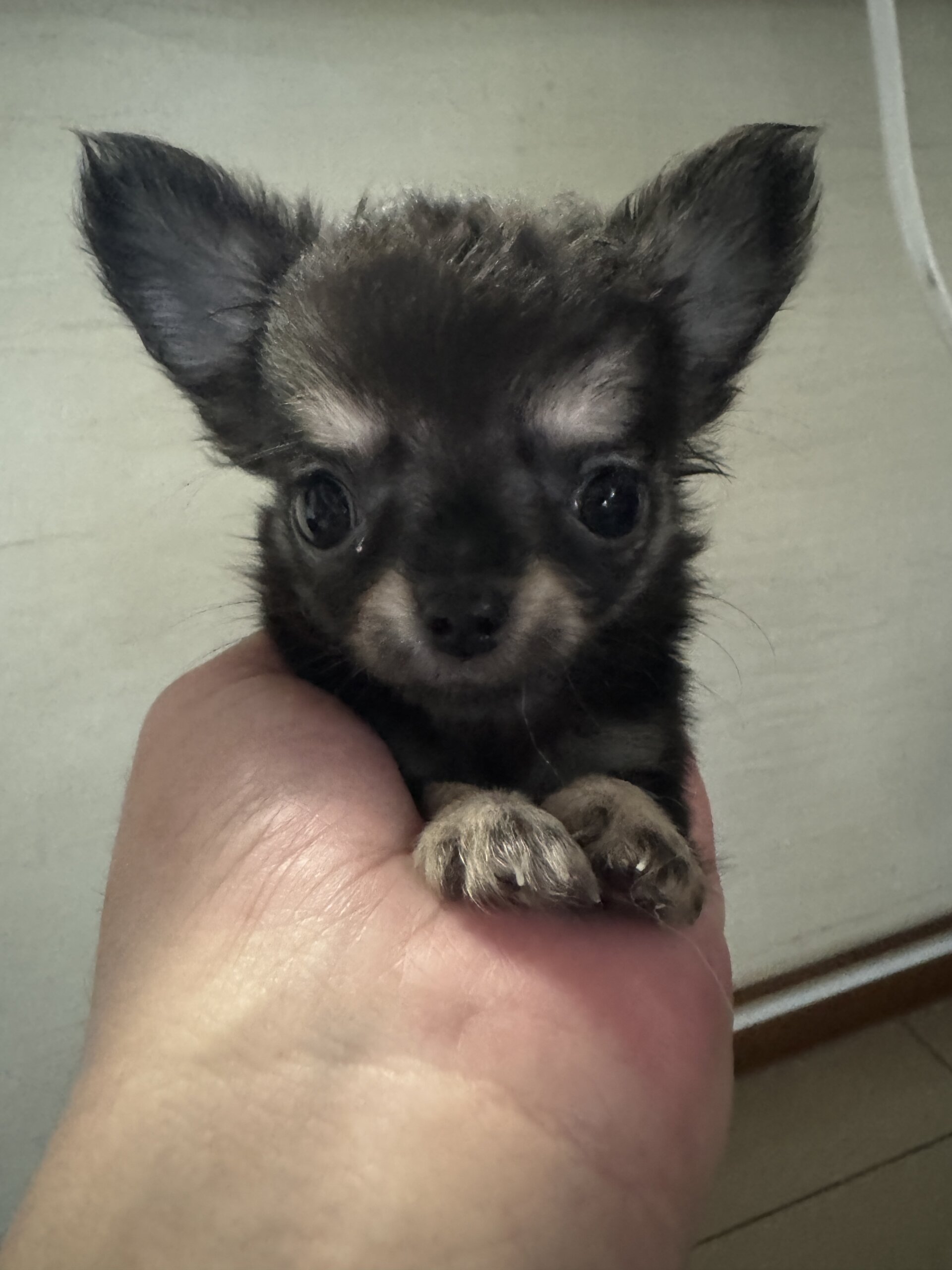 小さいチワワの子犬たち